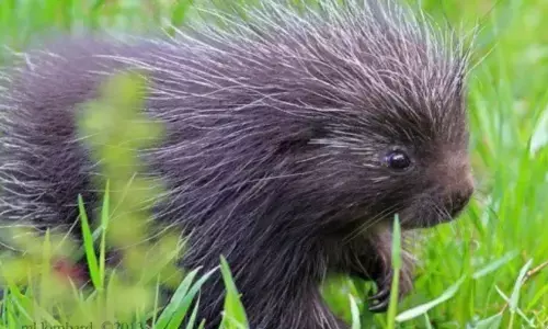 दिखने में है मासूम लेकिन शेरों को भी लगता है इससे डर, किसी भी हाल में नहीं करता है कोई इसका शिकार, जानें इस अनोखे जानवर के बारे में