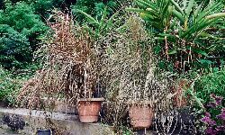 Jabalpur News: मदन महल पहाड़ी को ऑक्सीजन जोन बनाने 7 करोड़ खर्च करके पौधे लगाए