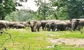 गुरवला क्षेत्र में दाखिल हुआ जंगली हाथियाें का झुंड, दहशत में नागरिक