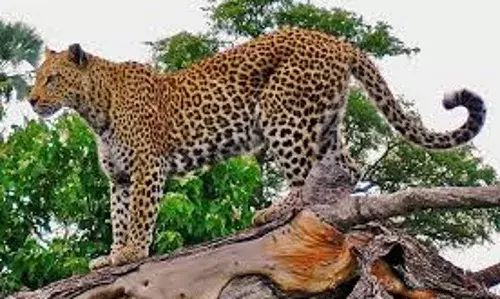 अब तेंदुआ या अन्य किसी हिंसक पशु के आते ही एआई कैमरा बजाएगा सायरन अब तेंदुआ या अन्य किसी हिंसक पशु के आते ही एआई कैमरा बजाएगा सायरन