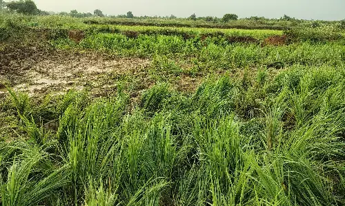 फिर गड़चिरोली पोर्ला वन परिक्षेत्र में दाखिल हुआ जंगली हाथियों का झुंड
