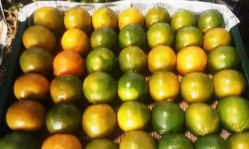 देशावरों में नहीं बिक रही संतरों से भरी गाडिय़ां, व्यापारी हो रहे परेशान देशावरों में नहीं बिक रही संतरों से भरी गाडिय़ां, व्यापारी हो रहे परेशान