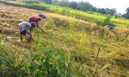 रंग लायी किसानों की मेहनत, पीले सोने से चमचमाने लगे खेत-खलिहान