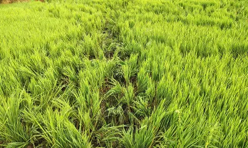 जंगली हाथियों के झुंड ने धान की फसलें उजाड़कर किया किसानों का भारी नुकसान