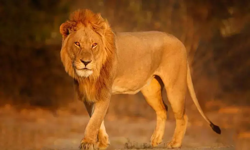 शेर को समझा पालतू जानवर तो मिला बड़ा झटका, शेर ने किया हमला, भागने की भी नहीं मिली जगह
