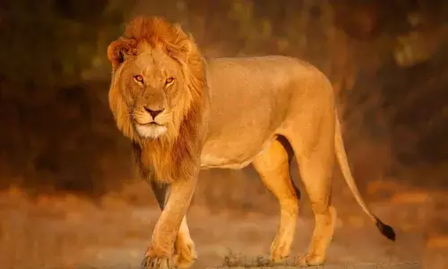 शेर को समझा पालतू जानवर तो मिला बड़ा झटका, शेर ने किया हमला, भागने की भी नहीं मिली जगह शेर को समझा पालतू जानवर तो मिला बड़ा झटका, शेर ने किया हमला, भागने की भी नहीं मिली जगह