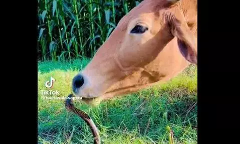 गुस्से में फन फैलाए बैठा था कोबरा, गाय के प्यार से चाटने पर शांत हुआ सांप