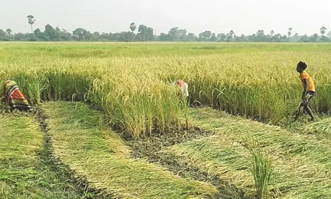 किसानों की मेहनत पर पानी फेरने को आतुर बारिश, अब धान कटाई में भी होगा विलंब!