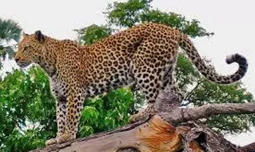 मोटरसाइकिल सवारों पर तेंदुए का हमला, दो लोग बुरी तरह हुए घायल मोटरसाइकिल सवारों पर तेंदुए का हमला, दो लोग बुरी तरह हुए घायल