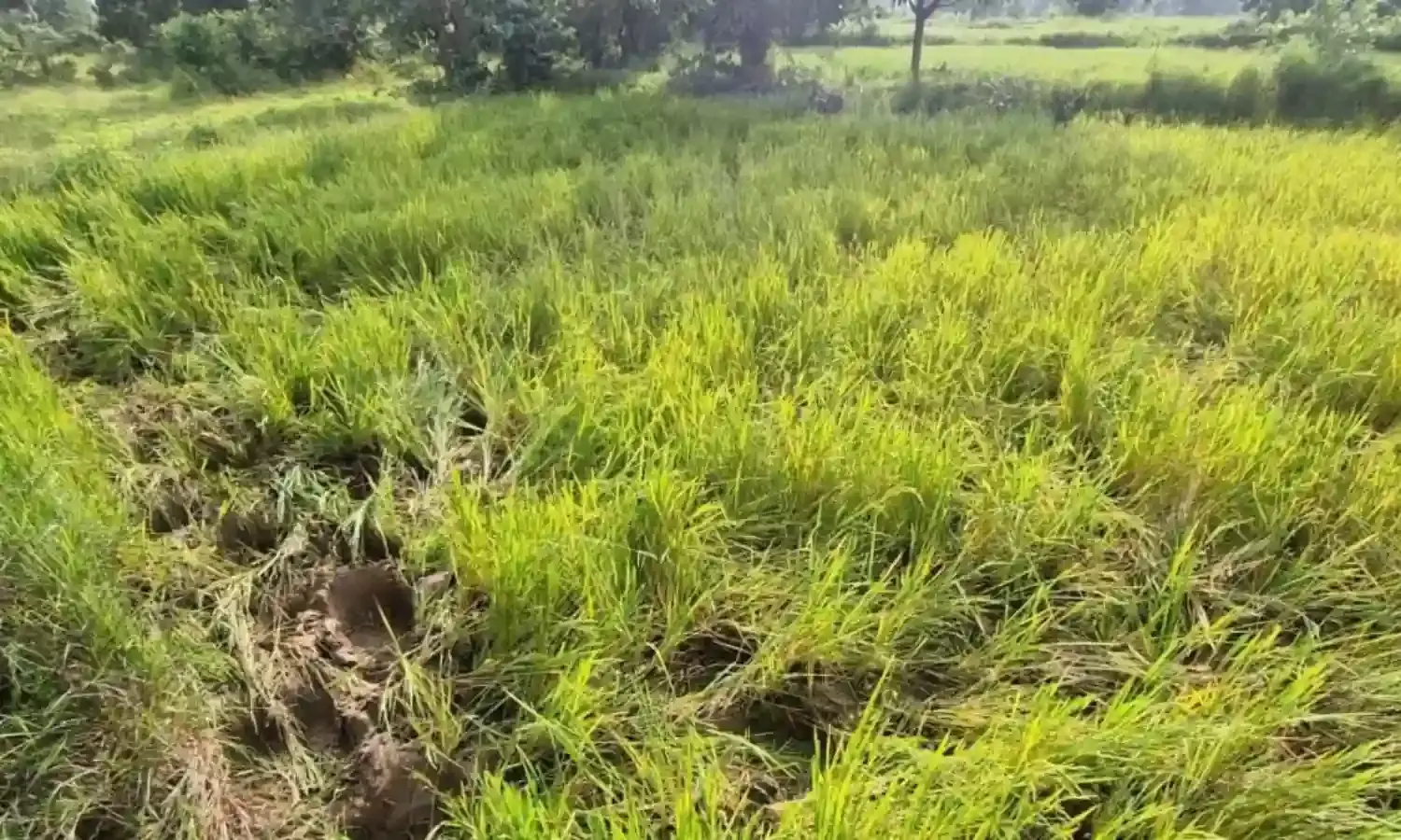 अब जंगली हाथियों ने चुरचुरा क्षेत्र में डाला डेरा , किसान चिंता में
