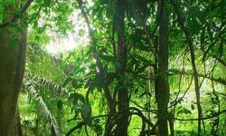 Shahadol News: शहरी आबादी के लिए ऑक्सीजन टैंक बनाने 2 साल में जमीन चिन्हित नहीं