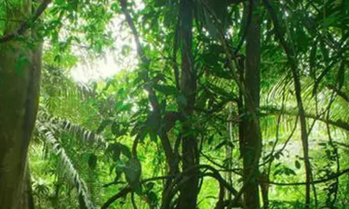 शहरी आबादी के लिए ऑक्सीजन टैंक बनाने 2 साल में जमीन चिन्हित नहीं