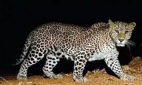 चंद्रपुर में तेंदुए व बाघ का आतंक,  हमले में चरवाहा गंभीर रूप से घायल