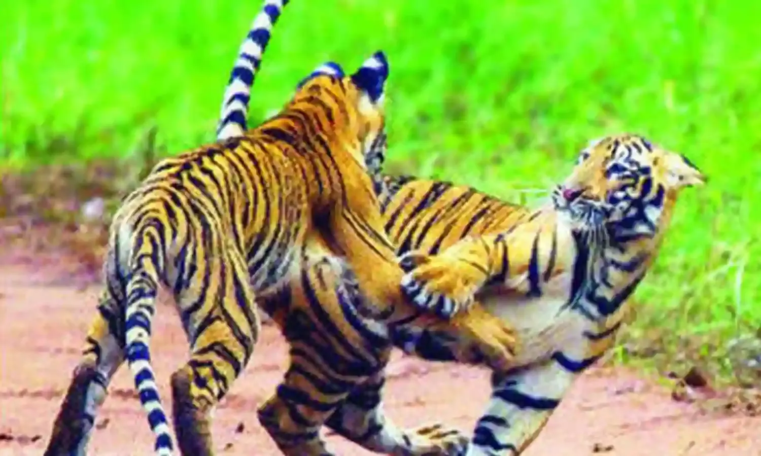 ताड़ोबा में ‘छोटी तारा के शावकों की धमाचौकड़ी का लुत्फ उठा रहे पर्यटक