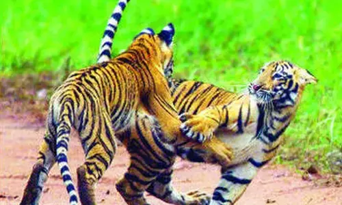 ताड़ोबा में ‘छोटी तारा के शावकों की धमाचौकड़ी का लुत्फ उठा रहे पर्यटक