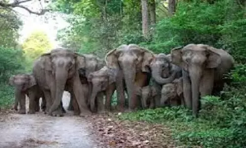 अब गड़चिरोली के दिभना-अमिर्झा क्षेत्र में दाखिल हुआ जंगली हाथियों का झुंड