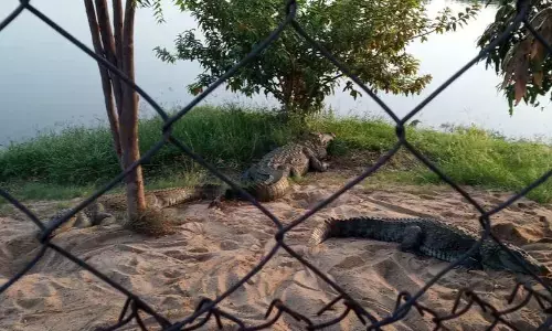 देश का है दूसरा सबसे बड़ा क्रोकोडाइल पार्क, इसमें आते हैं रोज हजारों लोग, 400 मगरमच्छ बनते हैं सेंटर ऑफ अट्रैक्शन