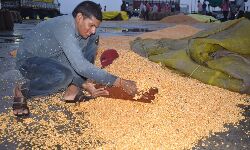 Chhindwara News: शेडों में नहीं मिली किसानों को जगह, खुले में रखा अनाज, तेज बारिश में बह गया हजारों क्विंटल मक्का Chhindwara News: शेडों में नहीं मिली किसानों को जगह, खुले में रखा अनाज, तेज बारिश में बह गया हजारों क्विंटल मक्का