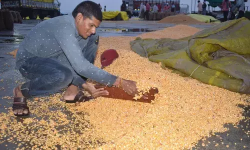 शेडों में नहीं मिली किसानों को जगह, खुले में रखा अनाज, तेज बारिश में बह गया हजारों क्विंटल मक्का शेडों में नहीं मिली किसानों को जगह, खुले में रखा अनाज, तेज बारिश में बह गया हजारों क्विंटल मक्का