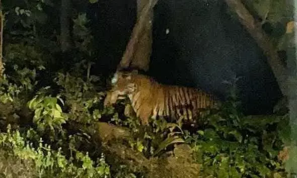 ग्राम मांझा के पास नजर आाया बाघ