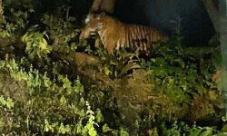 Panna News- ग्राम मांझा के पास नजर आया बाघ Panna News- ग्राम मांझा के पास नजर आया बाघ