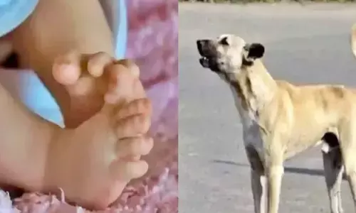 इंसानियत शर्मसार... नवजात शिशु के शव को कुत्तों ने नोंचा