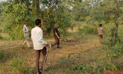 Seoni News-टाइगर ने दो मवेशियों का किया शिकार, अरी वन परिक्षेत्र की घटना, ग्रामीणों में दहशत