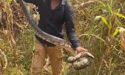 Seoni News- मक्के खेत में मिला अजगर, किया गया रेस्क्यू