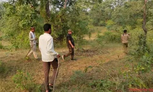 टाइगर ने दो मवेशियों का किया शिकार, अरी वन परिक्षेत्र की घटना, ग्रामीणों में दहशत