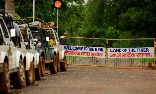 ताड़ोबा वन प्रशासन की अनदेखी से भानुसखिंडी गेट बरसों से पड़ा हुआ है बंद