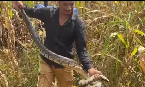 मक्के खेत में मिला अजगर, किया गया रेस्क्यू