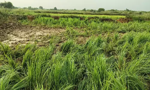 खड़ी धान की फसल को तबाह कर रहे गड़चिरोली के पास घूम रहे जंगली हाथी