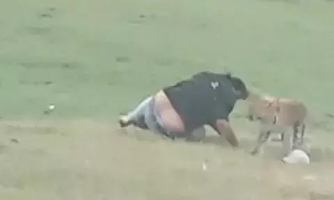 तेंदूए पर नजर रखने तीन रेंज की टीम तैनात