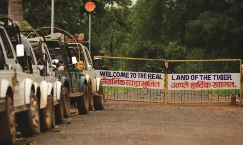 ओड़िशा भिजवायी जाएंगी चंद्रपुर की दो बाघिन ,राष्ट्रीय बाघ संवर्धन प्राधिकरण ने दी अनुमति