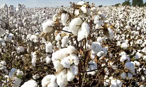 चंद्रपुर में अब तक शुरू नहीं हुए कपास खरीदी केंद्र , परेशान हो रहे किसान