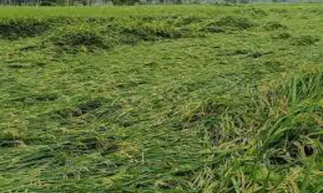 एक हजार 736 हेक्टेयर की धान की फसल हो गई बर्बाद , संकट में घिरे किसान