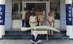 Panna News- गांजा की अवैध खेती करने वाला युवक गिरफ्तार, खेत में लगे थे गांजे के २९ हरे पेड़, धरमपुर पुलिस ने की कार्यवाही