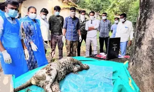 खेत में मृत अवस्था में मिला तेंदुआ , बाघ के हमले में जान जाने का संदेह