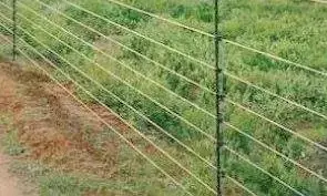 हाथ आयी धान की फसल रोगों के कारण नष्ट होने की कगार पर