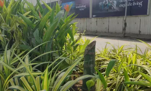 अंधेरी आरटीओ के पास अज्ञात लोगों ने काट दिए सुपारी के 63 पेड़, पुलिस जांच में जुटी