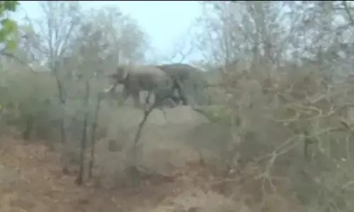 रात में फसल खाने के बाद सुबह जंगल की ओर चले जाते हैं हाथी