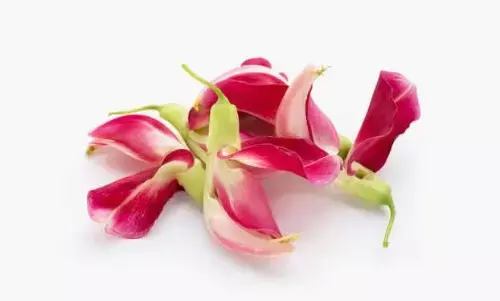 औषधीय गुणों वाला ये फूल शरीर को पूरी तरह से फायदा पहुंचाने का करता है काम, जानें आयुर्वेदिक गुणों वाले इस खास फूल के बारे में