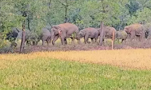 फिर गडचिरोली के कोजबी क्षेत्र में दाखिल हुआ जंगली हाथियों का झुंड