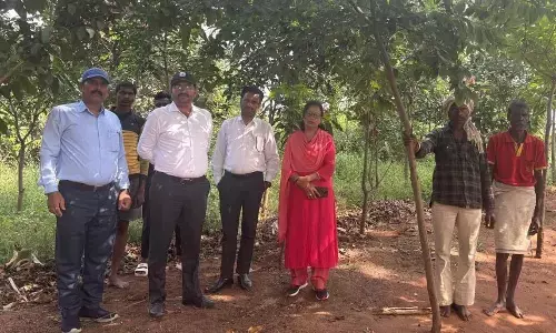 समिति के सदस्यों एवं ग्राम पंचायत के जन सहयोग सें बंजर जमीन पर लौटी हरियाली समिति के सदस्यों एवं ग्राम पंचायत के जन सहयोग सें बंजर जमीन पर लौटी हरियाली