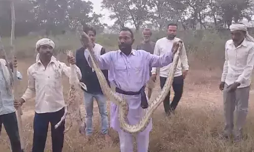 बेटे के गम में भी पिता नहीं भूला कर्तव्य, किया अजगर का रेस्क्यू