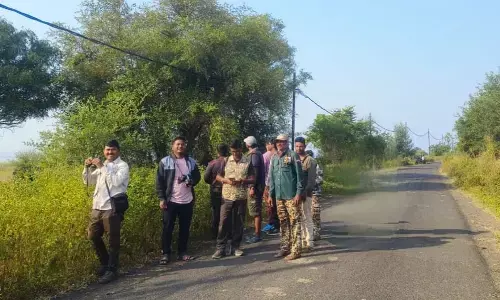 चंद्रपुर में पंछी सप्ताह : बफर क्षेत्र में नजर आए विभिन्न प्रजातियों के 140 पंछी