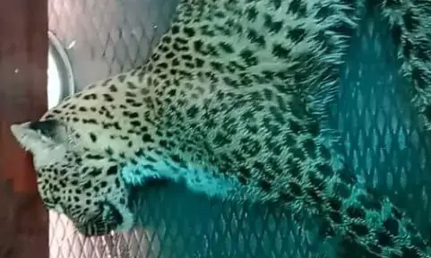 बांधवगढ़ से रेस्क्यू कर मुकुंदपुर लाई गई मादा तेंदुआ की मौत