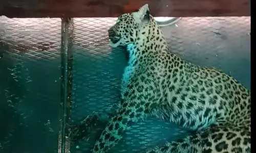 बांधवगढ़ से रेस्क्यू कर मुकुंदपुर लाई गई मादा तेंदुआ की मौत, कमजोर और घायल हालत में लगी थी टीम के हाथ बांधवगढ़ से रेस्क्यू कर मुकुंदपुर लाई गई मादा तेंदुआ की मौत, कमजोर और घायल हालत में लगी थी टीम के हाथ