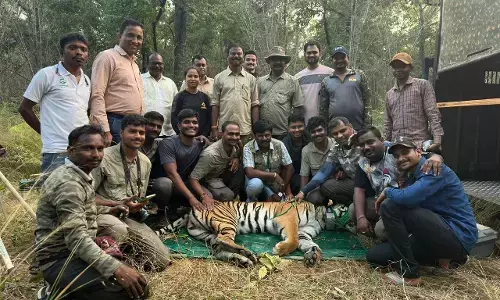 चंद्रपुर के ताड़ोबा से एक और बाघिन सिमलीपाल टाइगर रिजर्व में शिफ्ट