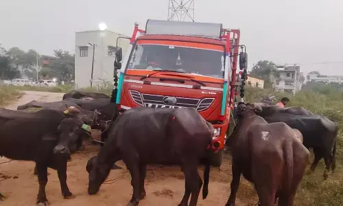 7.60 लाख के मवेशियों से लोड ट्रक जब्त, चालक समेत 4 गिरफ्तार 7.60 लाख के मवेशियों से लोड ट्रक जब्त, चालक समेत 4 गिरफ्तार